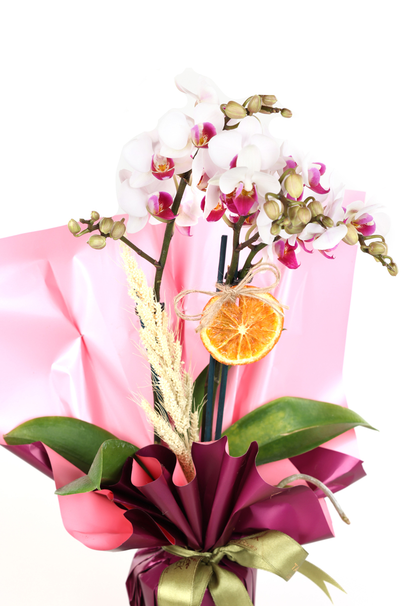 Compassionate Wishes Orkide
