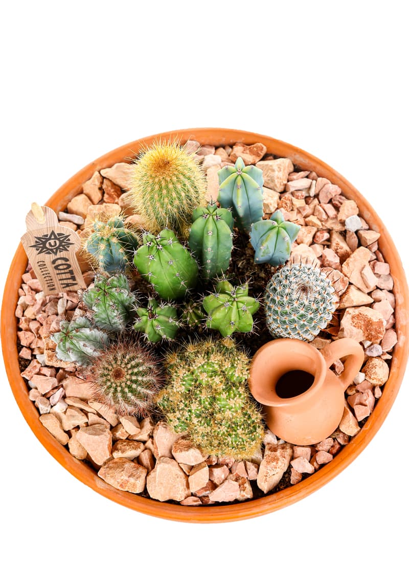 Boho Terracotta Kaktüs