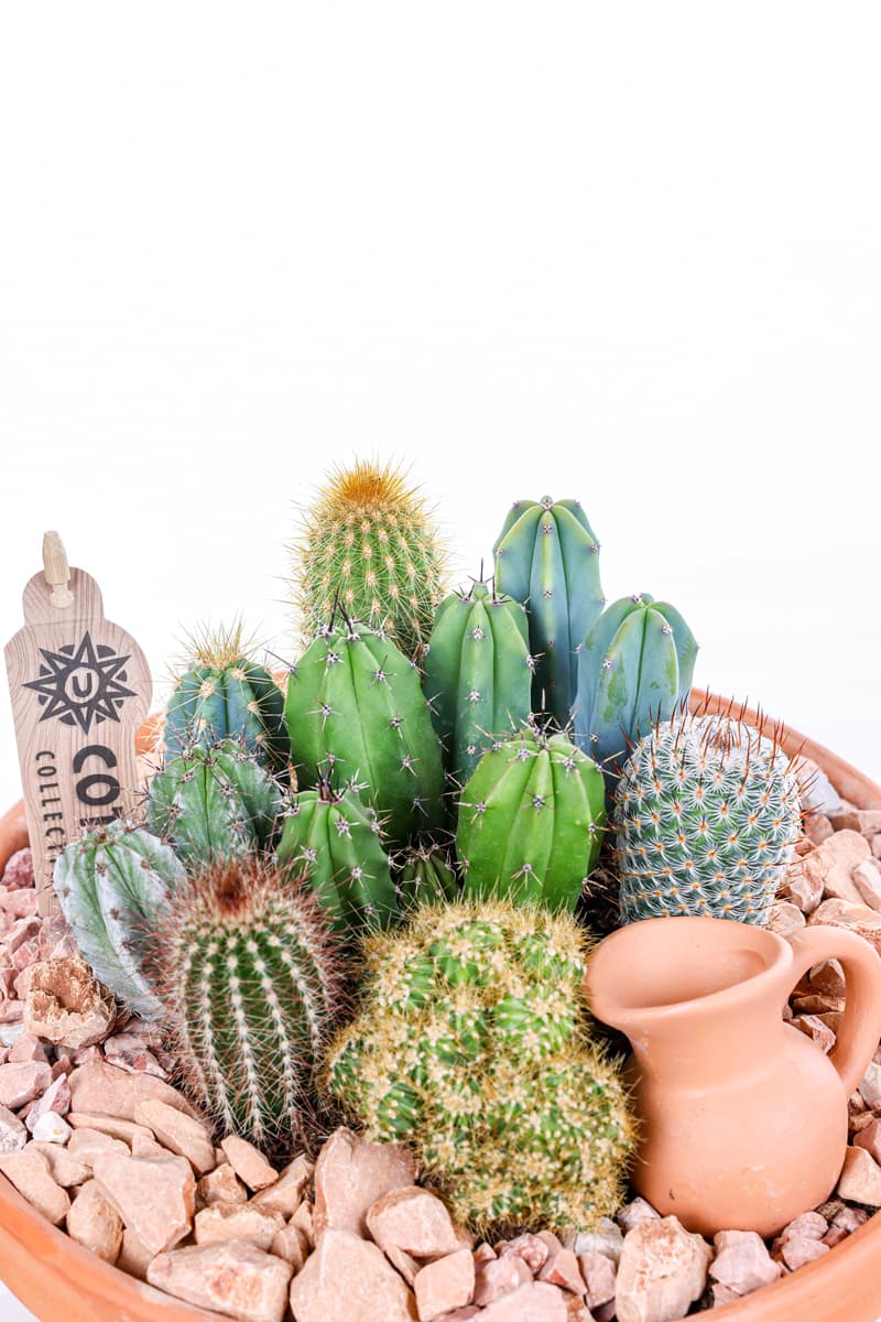 Boho Terracotta Kaktüs
