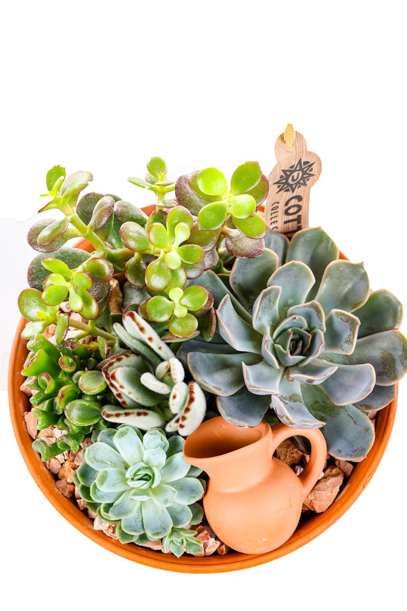 Boho Haven Terracotta Sukulent