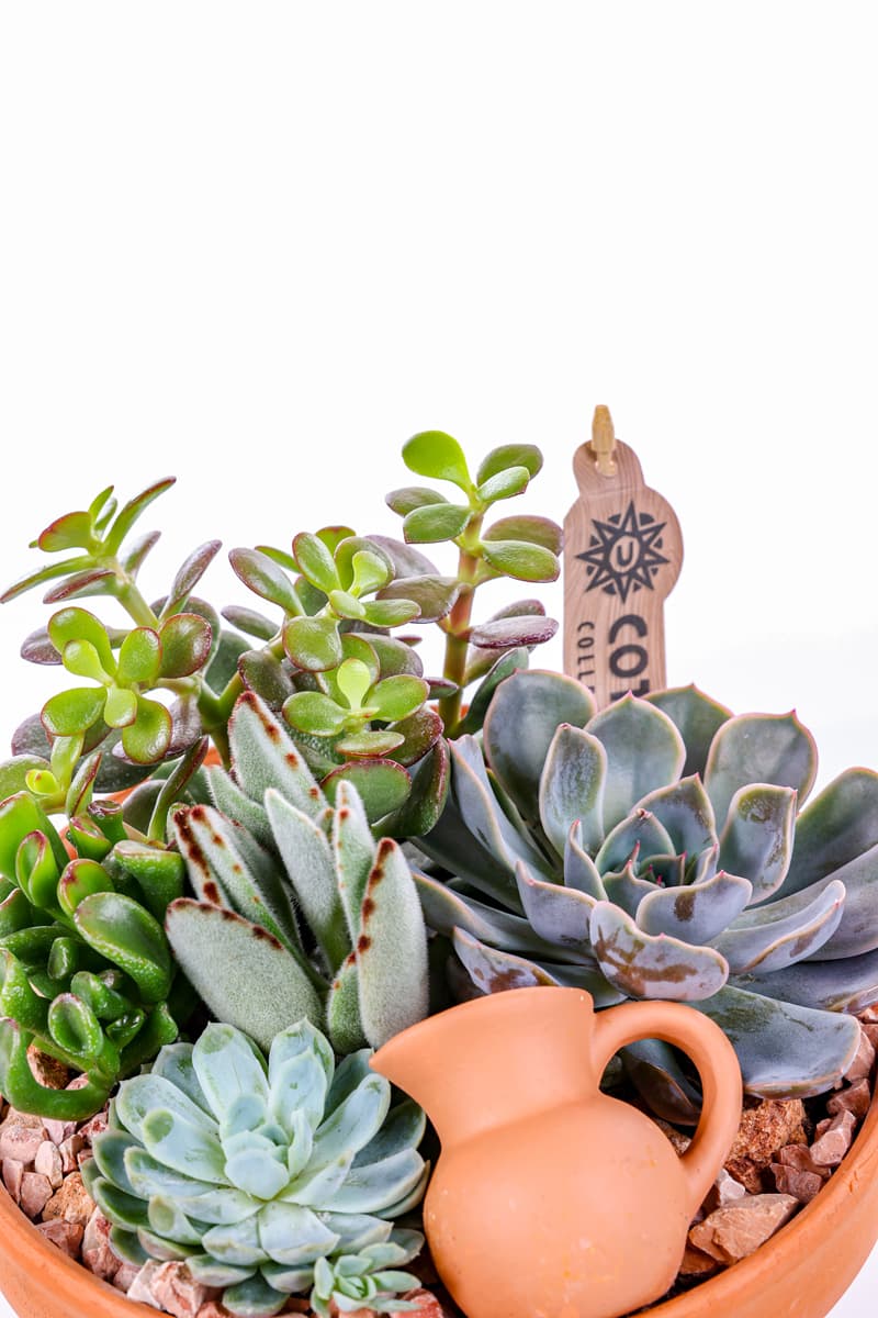 Boho Haven Terracotta Sukulent