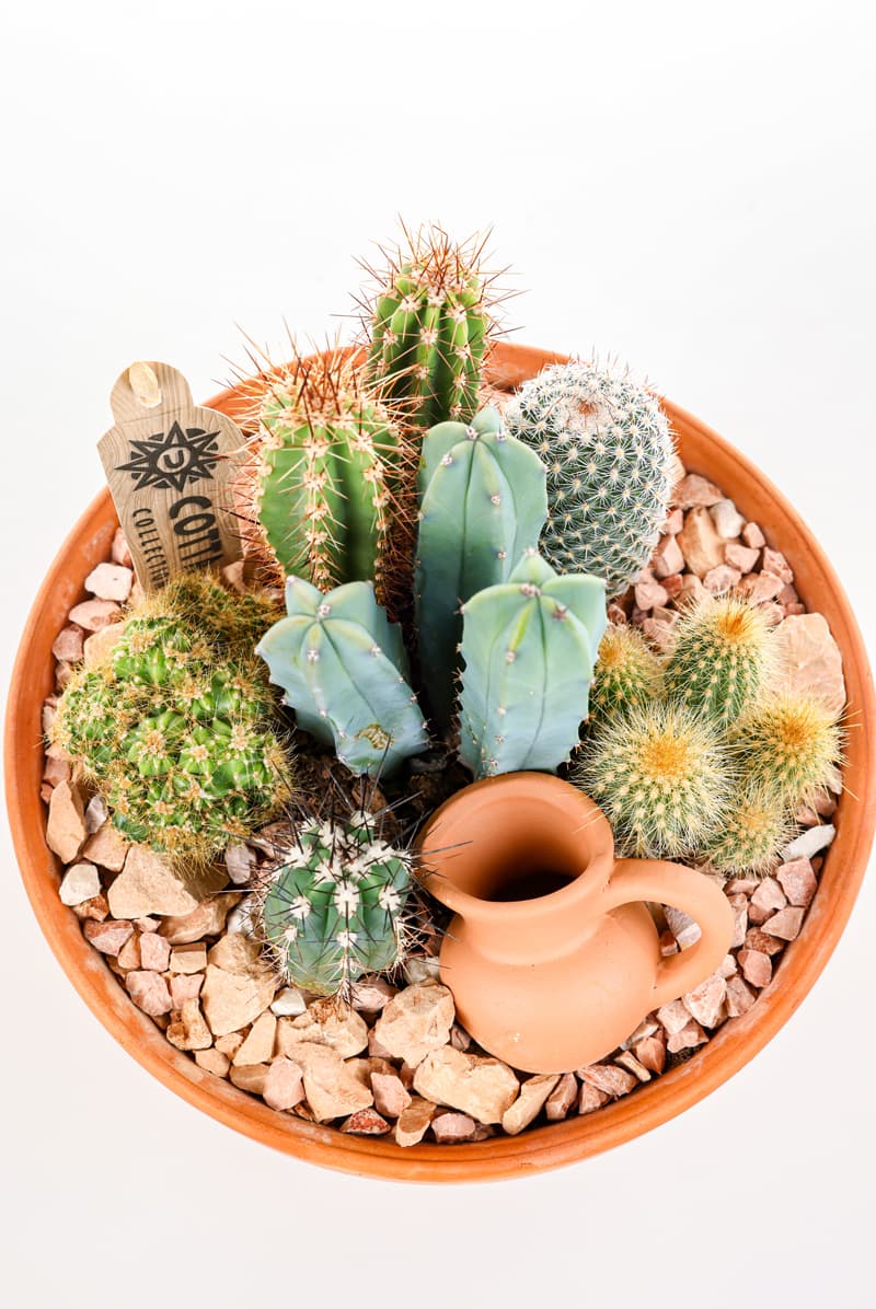 Boho Green Terracotta Kaktüs