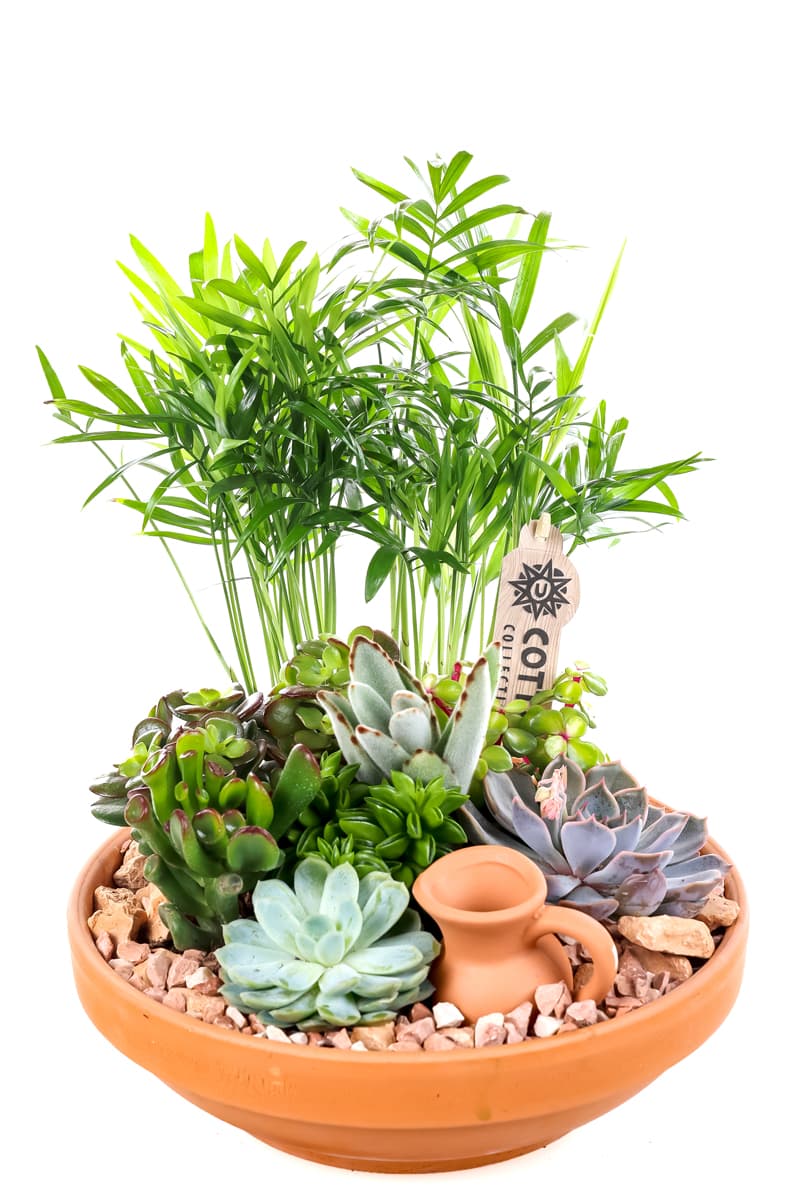 Boho Earthen Bloom Sukulent