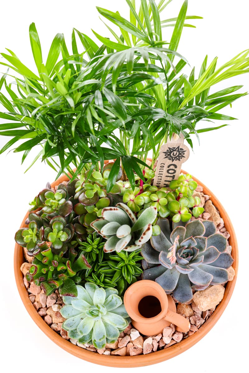 Boho Earthen Bloom Sukulent