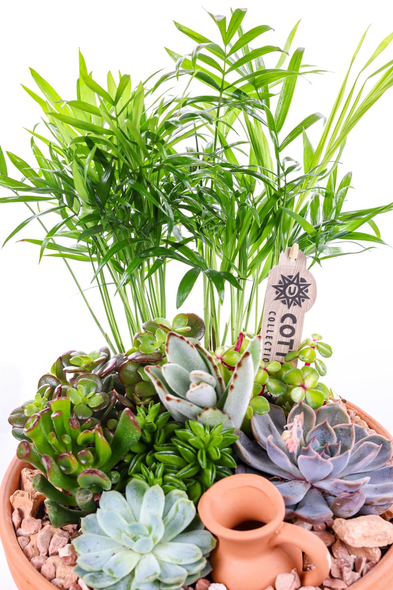 Boho Earthen Bloom Sukulent