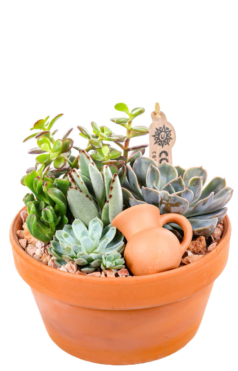 Boho Haven Terracotta Sukulent