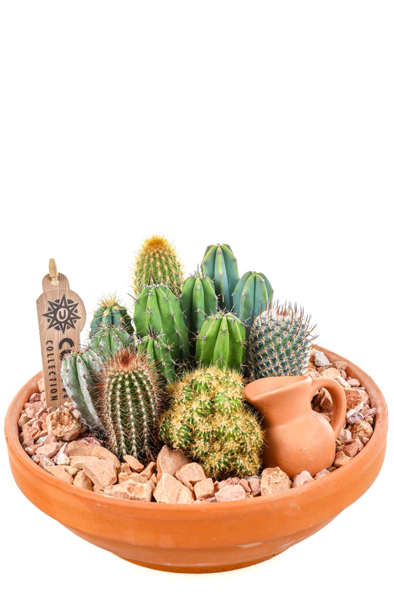 Boho Terracotta Kaktüs