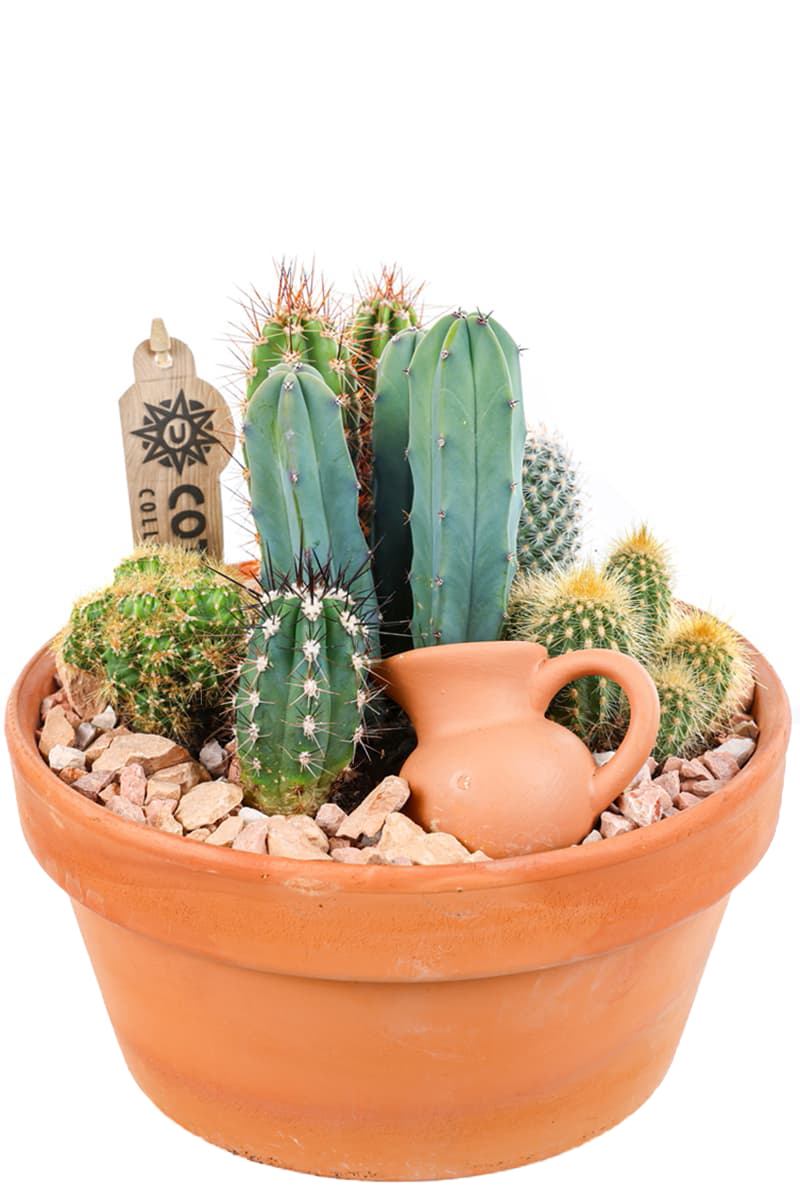 Boho Green Terracotta Kaktüs