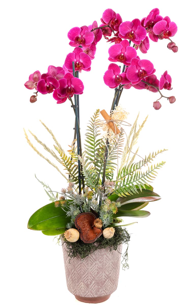 Tonal Bloom Premium Orkide
