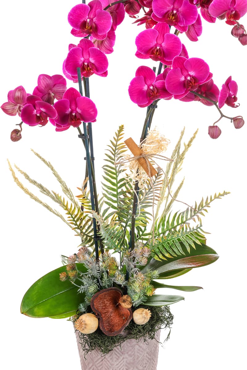 Tonal Bloom Premium Orkide