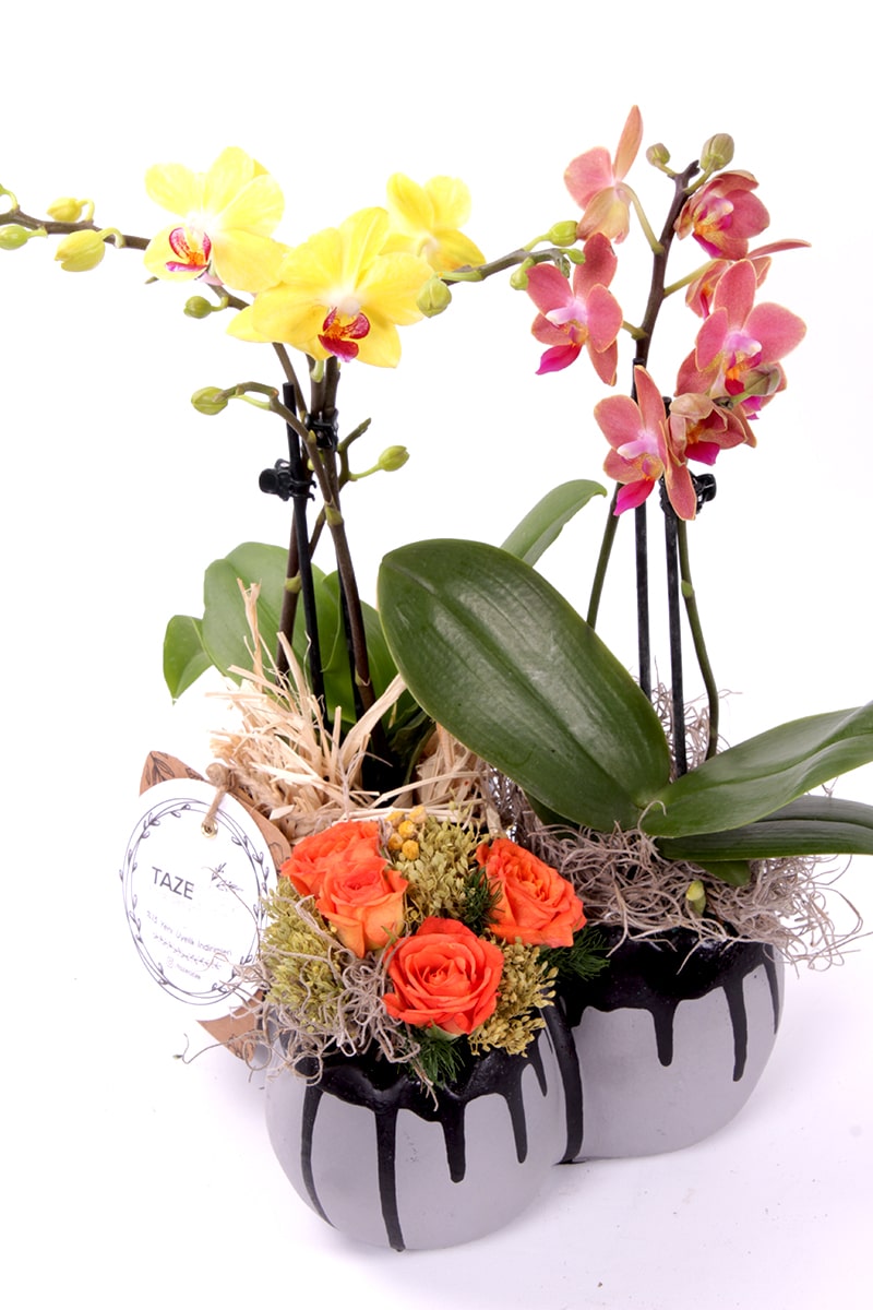 Couple Sweet Colorful Mini Orkideler