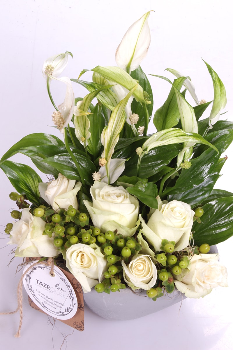Barış Çiçeği Spatifilyum & Beyaz Güller