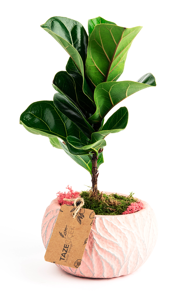 Ficus Lyrata in Pink World