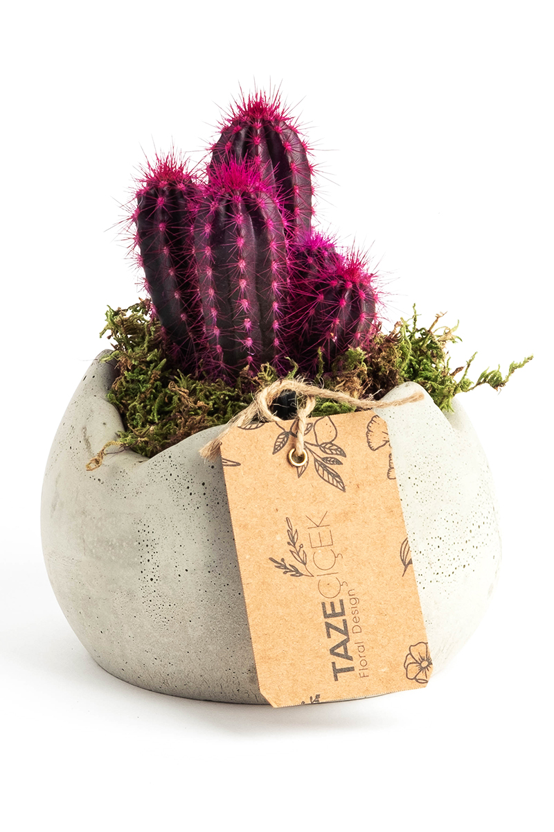 White Stone with Zeul Cactus