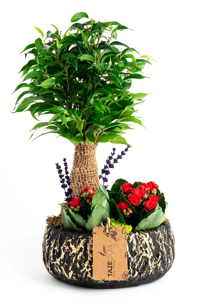 Bonsai with Red Kalanchoe