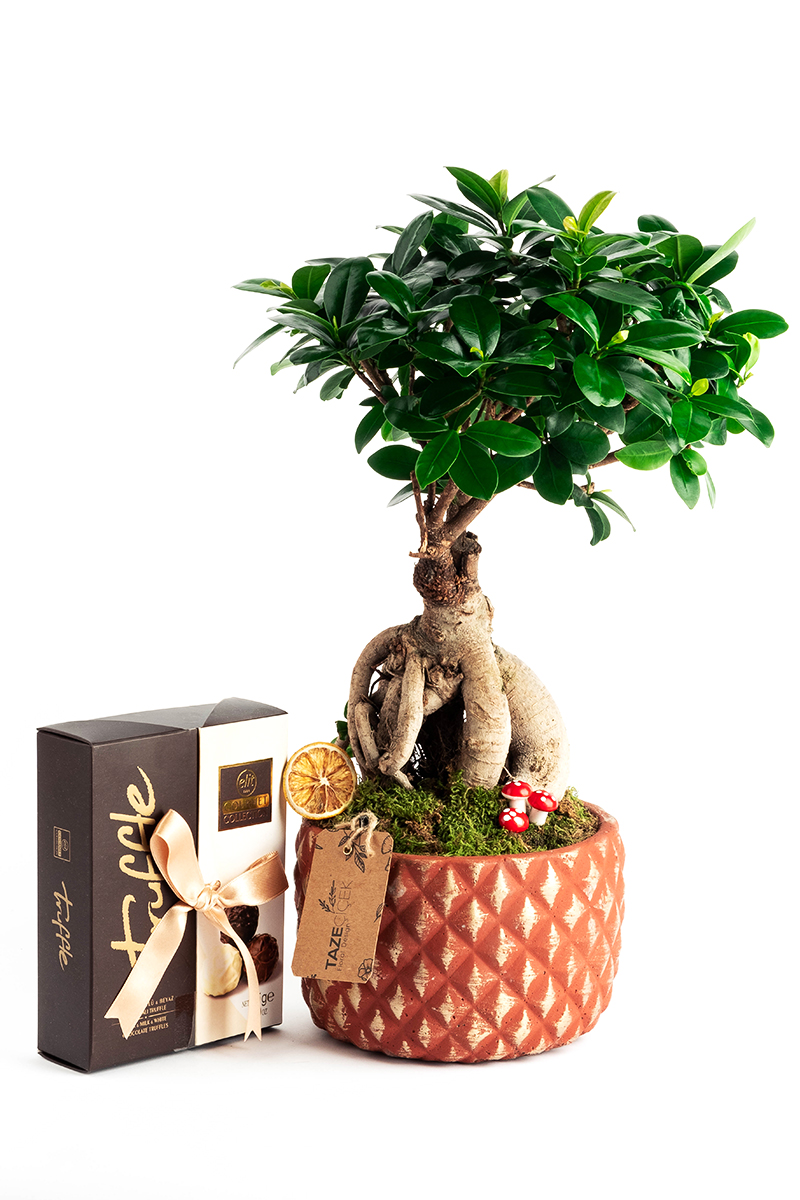 Ficus Bonsai with Truffle