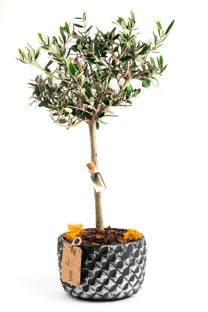Olive Tree with Black Pot