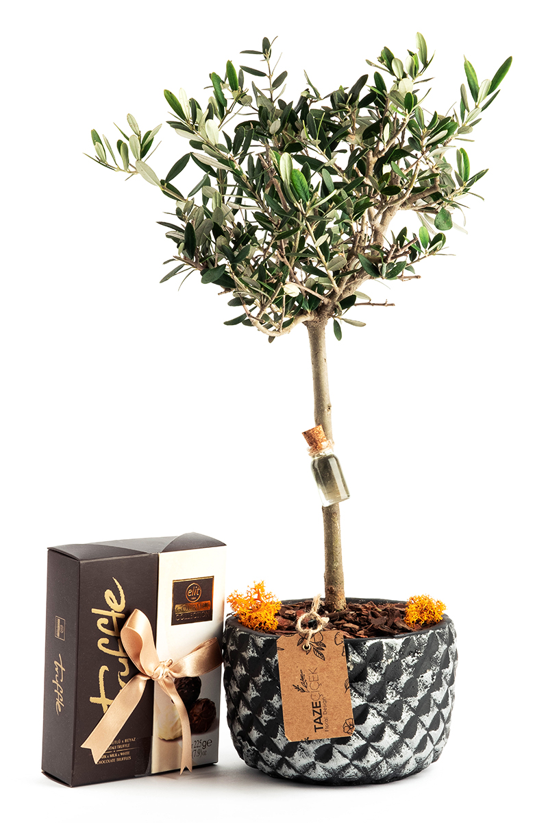 Olive Tree with Delicious Truffle