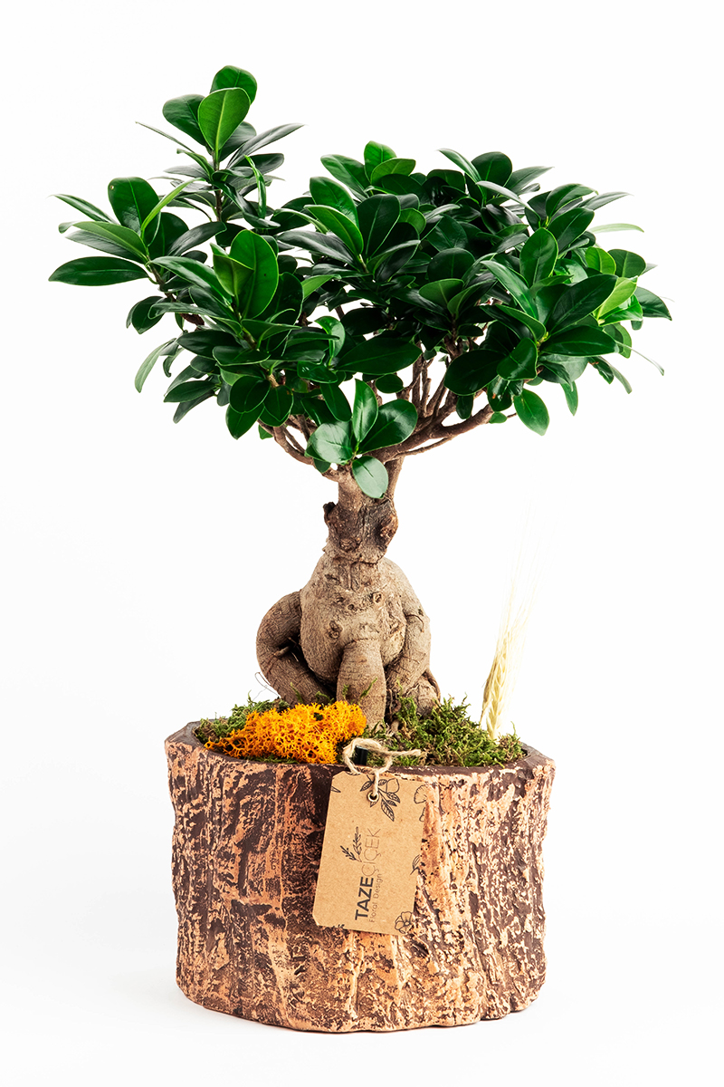 Ficus Bonsai in Tree Pot