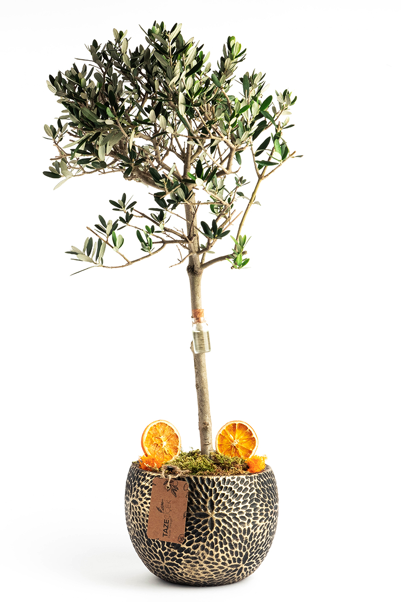 Olive Tree with Decorative Pot
