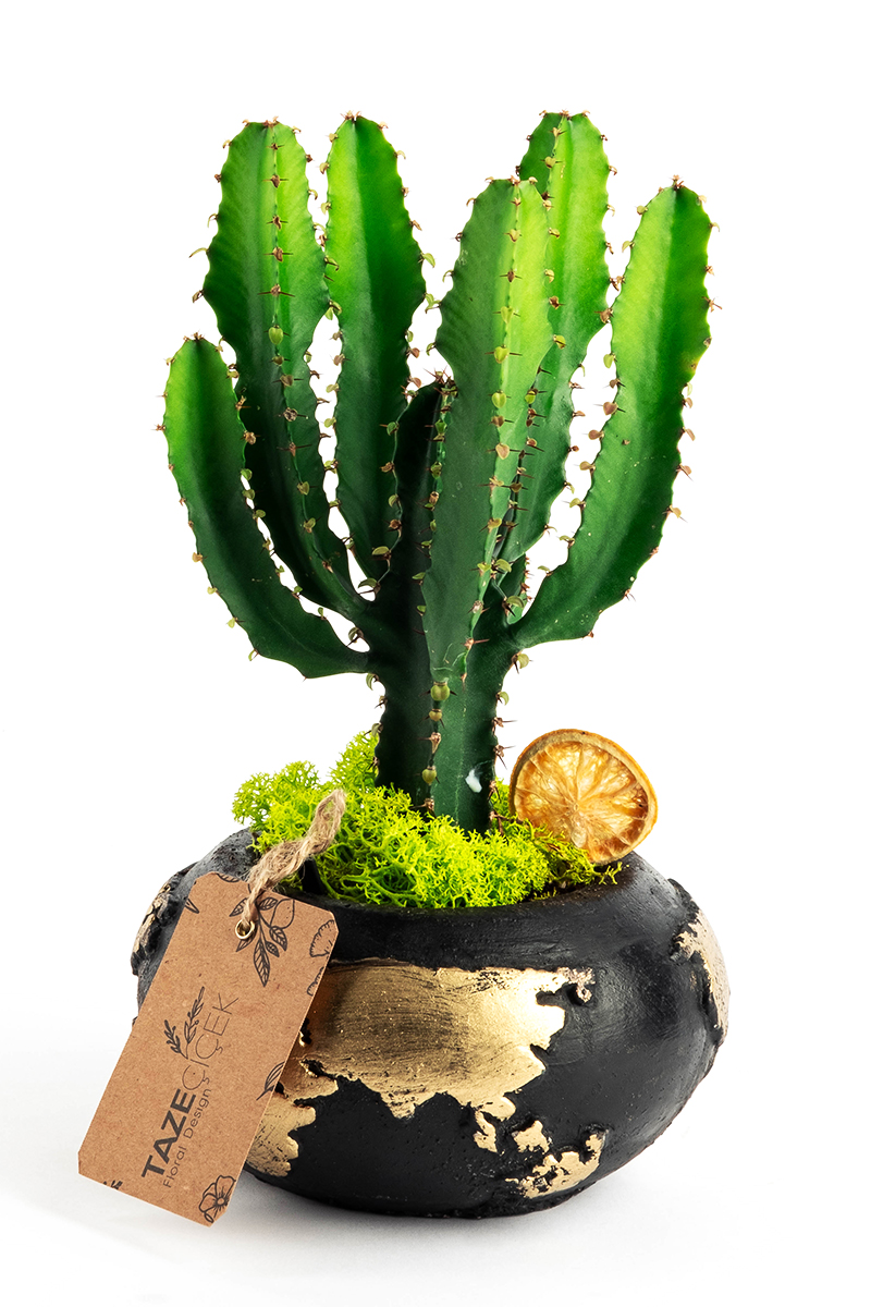 Euphorbia Cactus in the World
