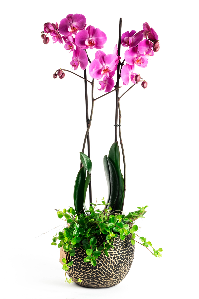Papua Style Purple Orchid