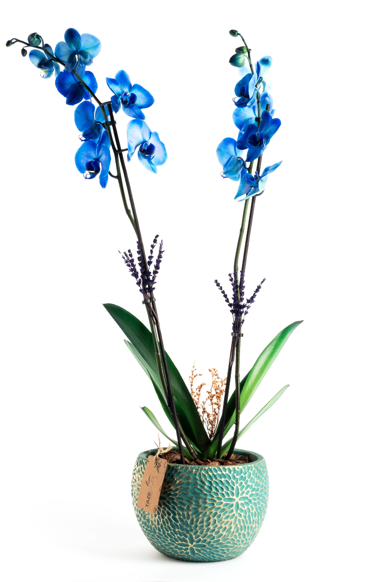 Blue Orchid in Decorative Pot