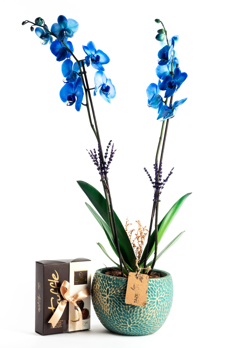 Blue Orchid with Delicious Chocolate