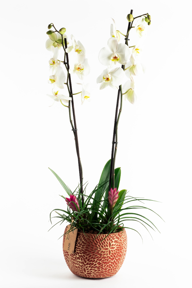 White Orchid with Tillendsia in Desert Pot