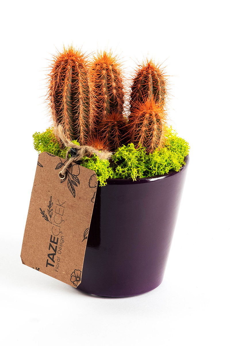 Mini Zeul Cactus