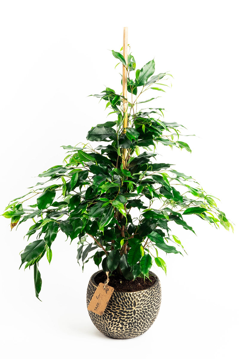 Ficus Benjamin in Decorative Pot
