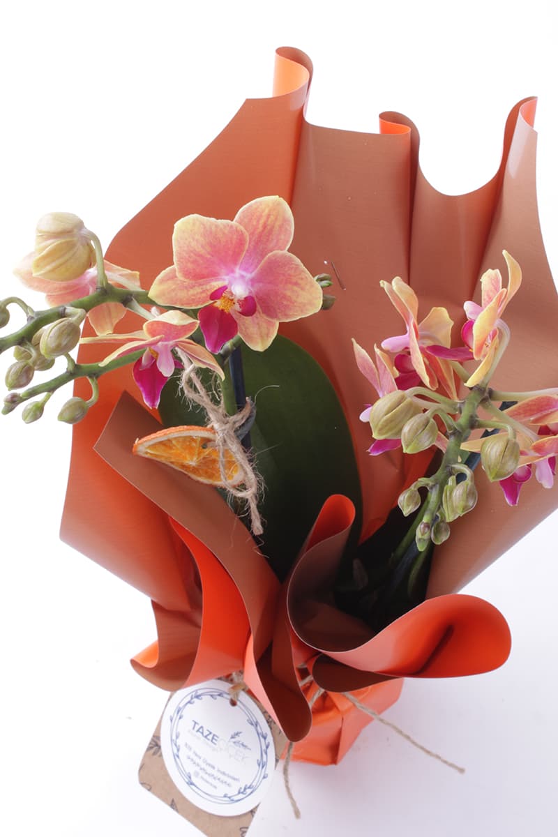 Best Color Orkide