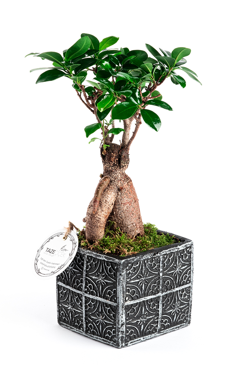 Dekoratif Saksıda Ficus Bonsai