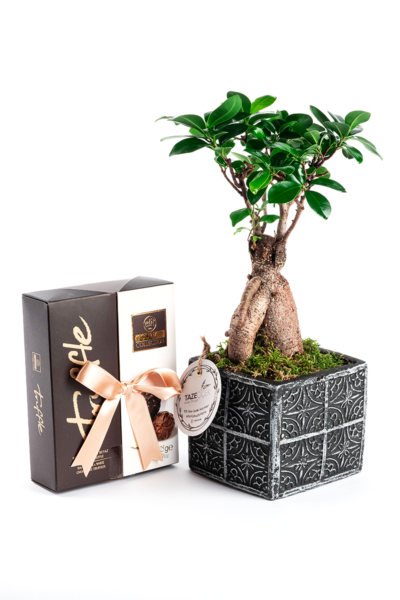 Dekoratif Saksıda Ficus Bonsai ve Elit Çikolata