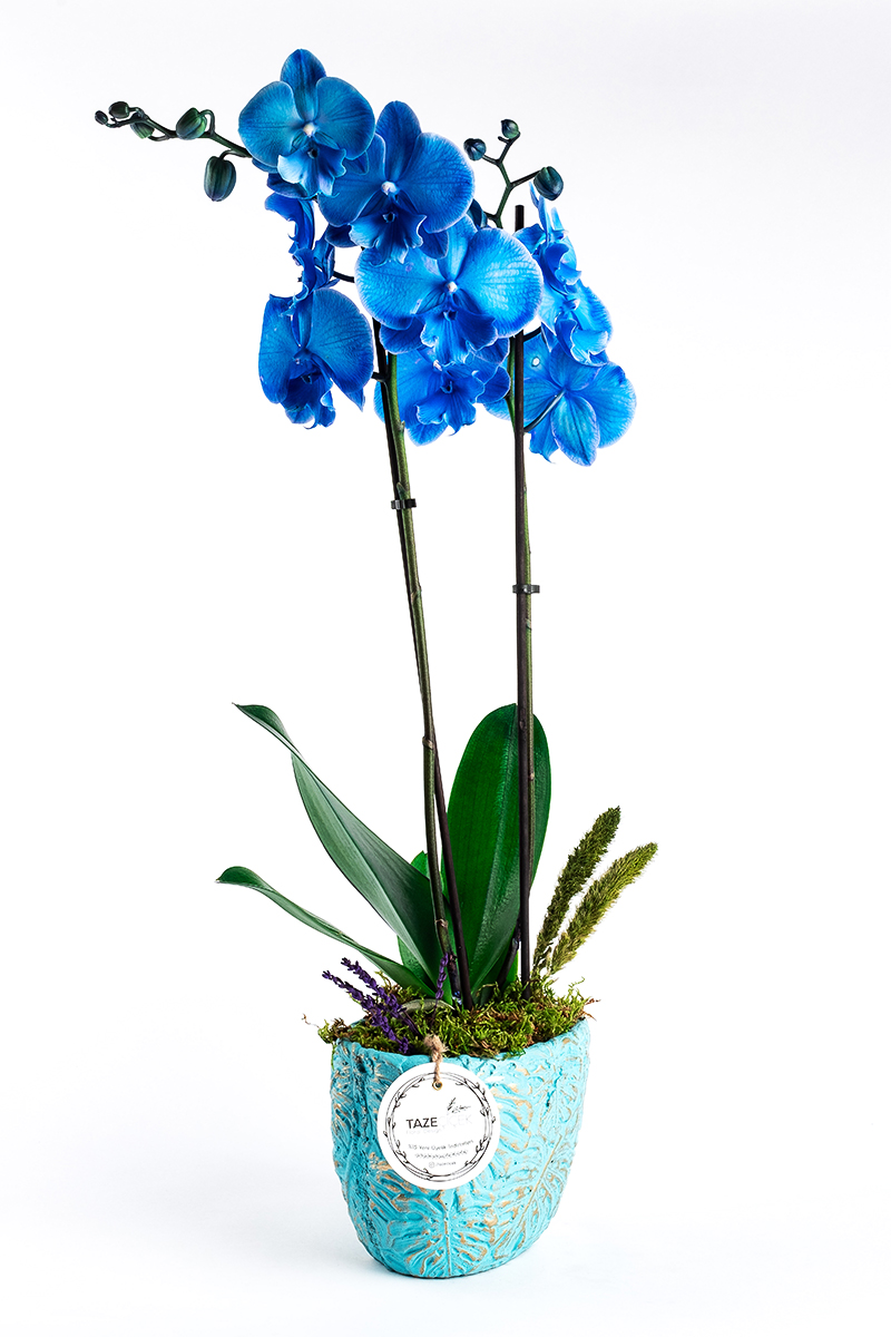 Blue World Orchid