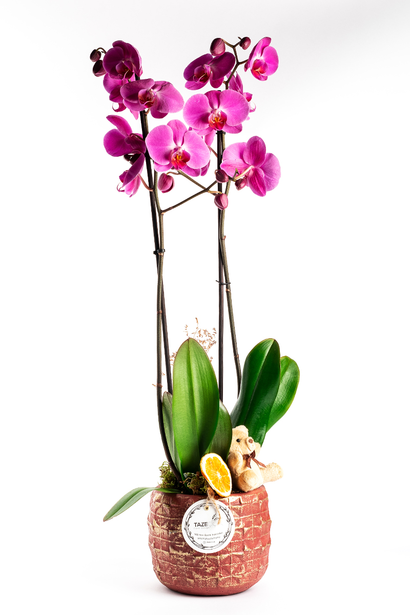 Bloodshot Purple Orchid