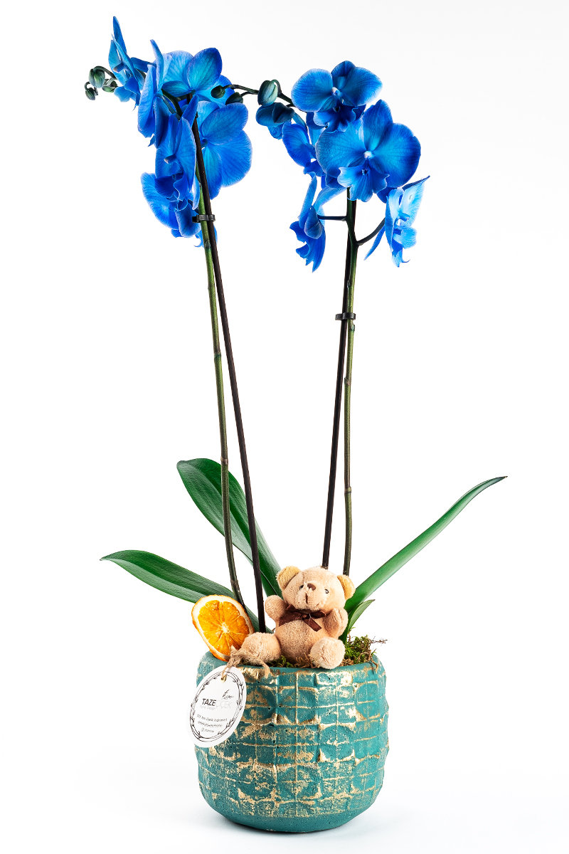 Blue Sea Orkide ve Elit Çikolata