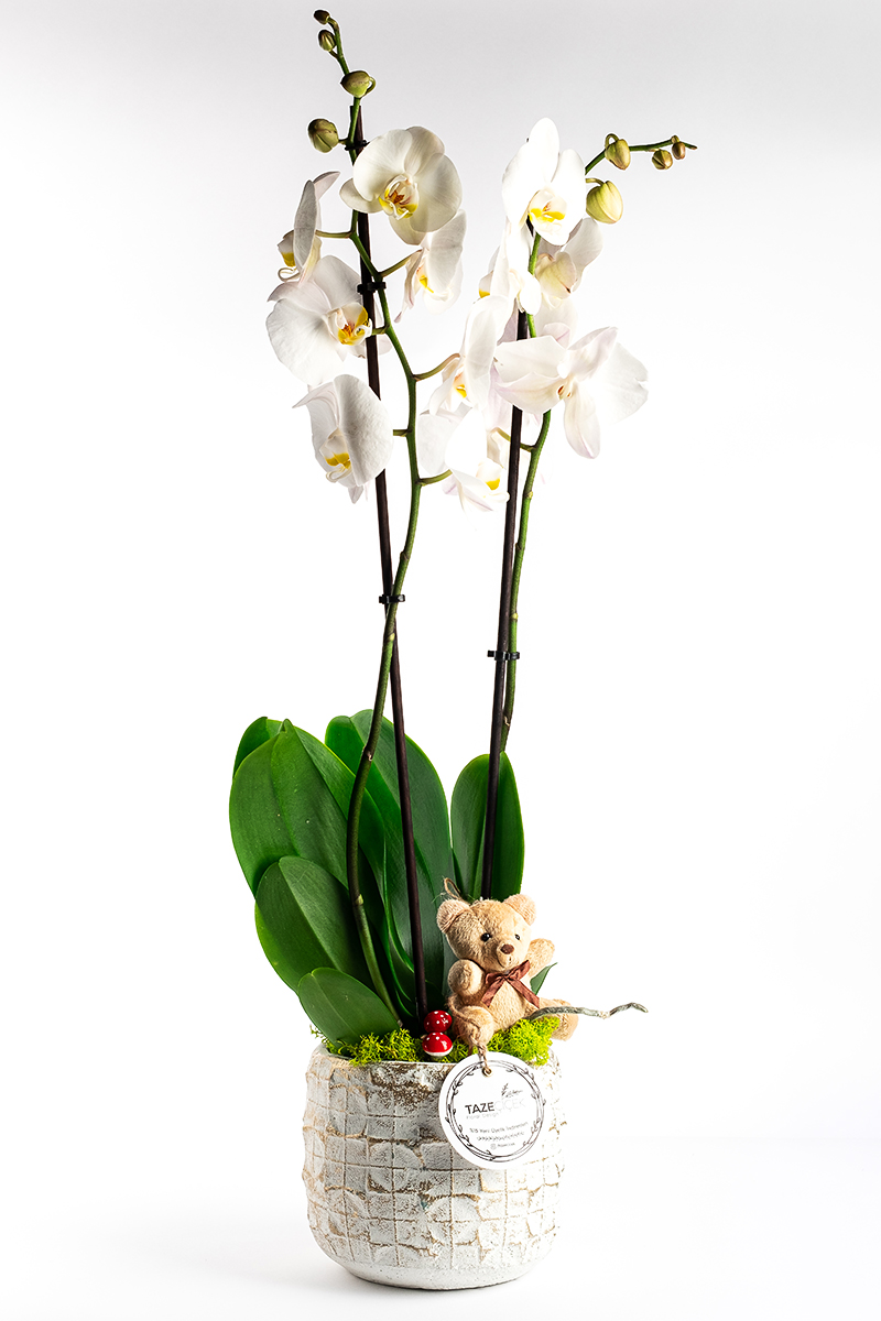 White World Orchid Elit Chocolate