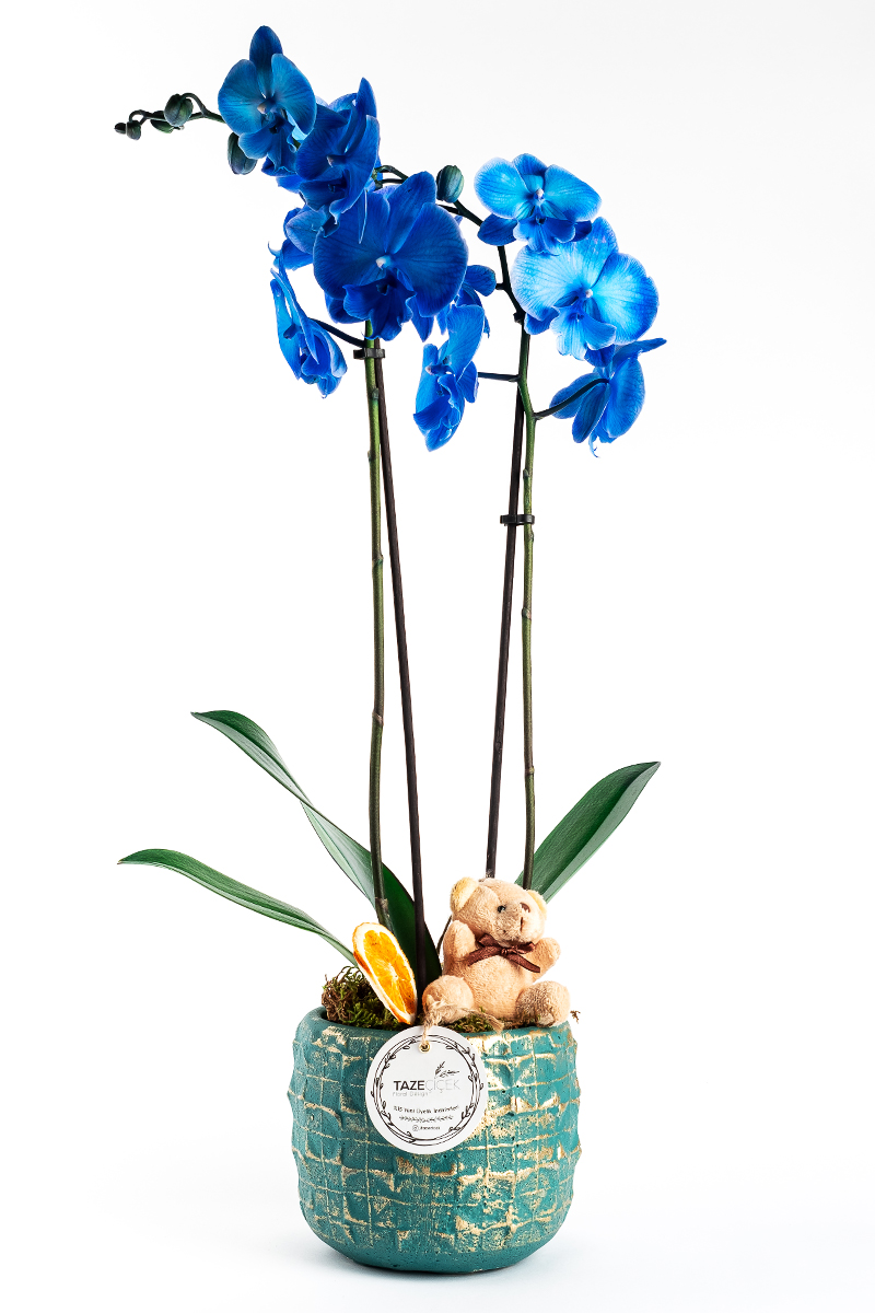 Mavi Penta Saksıda Mavi Orkide