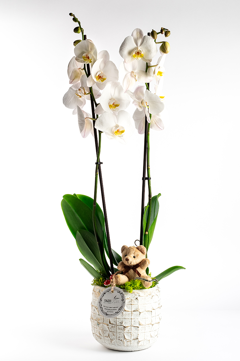 Beyaz Penta Saksıda Beyaz Orkide