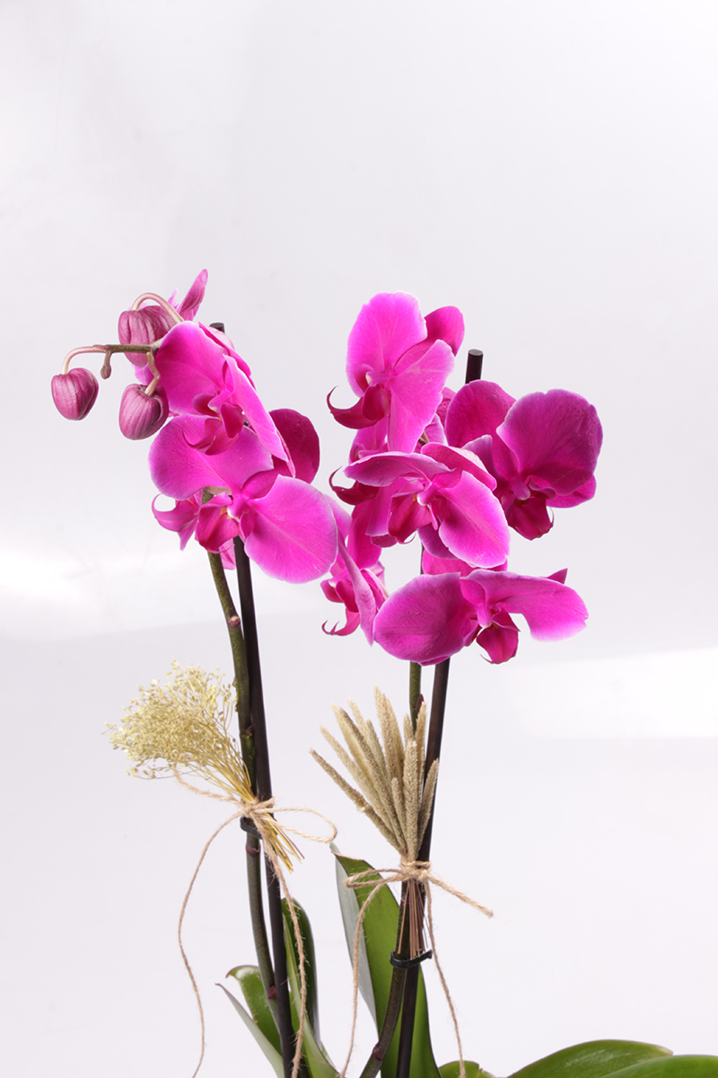 Big Purple Orkide