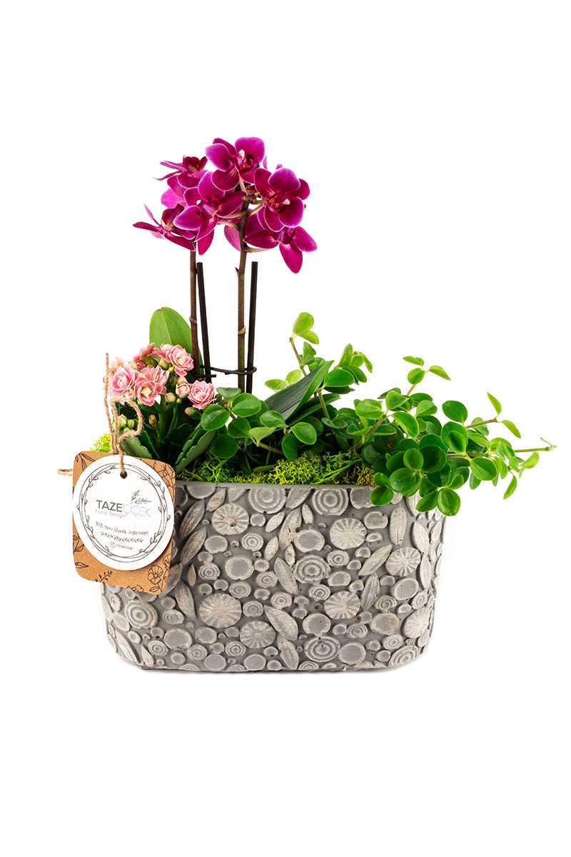 TallStone Pot Mini Orchid and Pink Kalanchoe