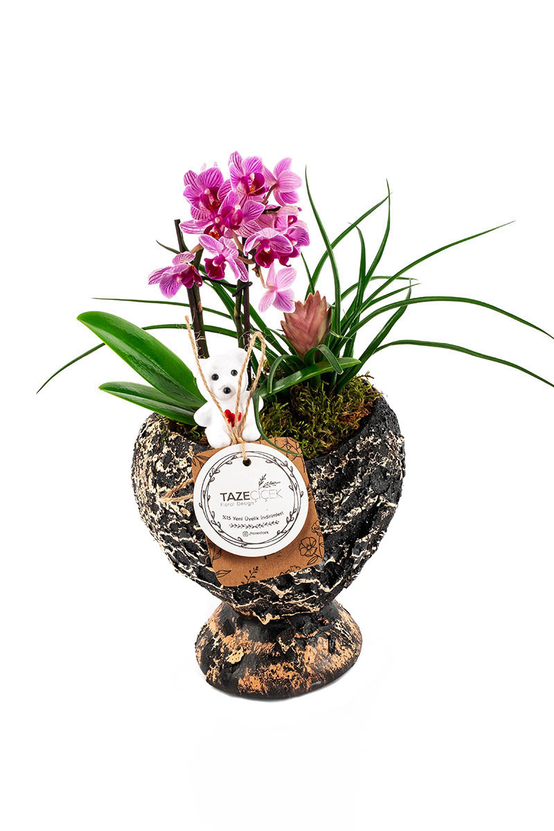 Kalp Saksıda Mini Orkide ve Tillandsia