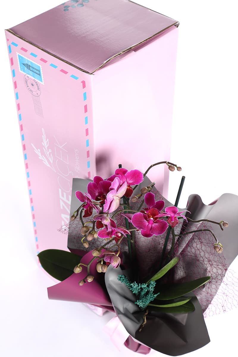 Joyous Purple Orchid in Box