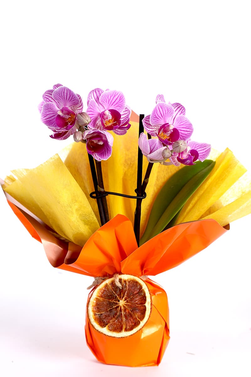 Orange Pretty Mini Orkide