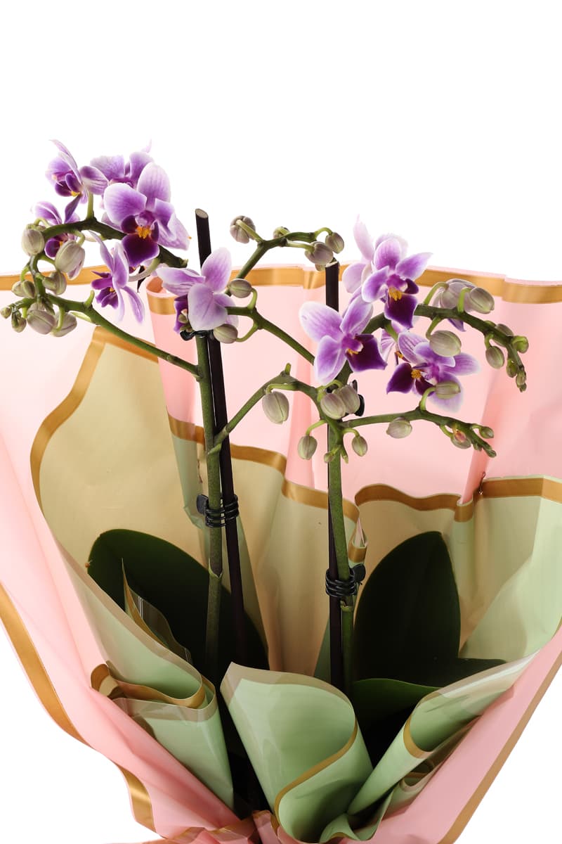Luxury Midi Orkide