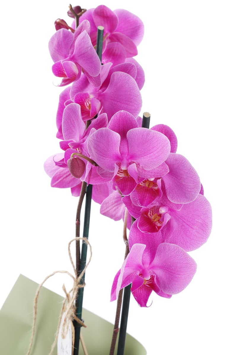 Exotic Premium Mor Orkide