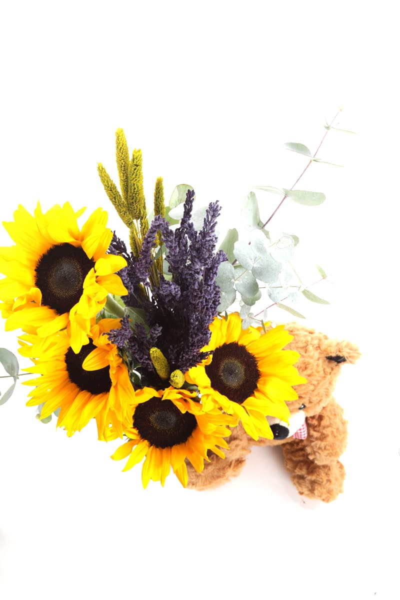 Teddy & Sunflower