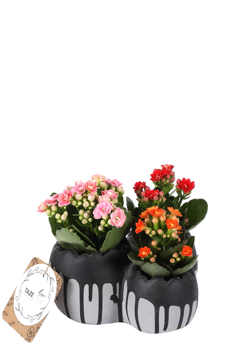 Mix Kalanchoes with Delicious Chocolate