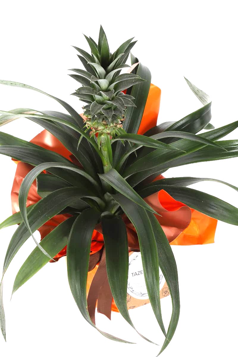 Orange Pineapple